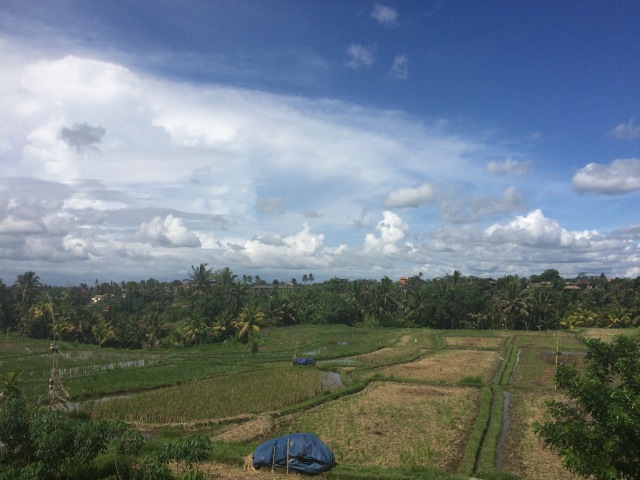 Rice paddies in Ubud, Bali